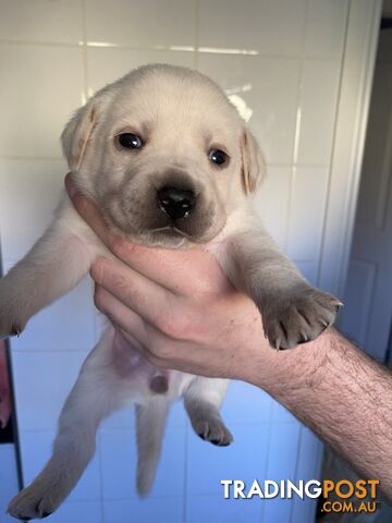 Purebred Labrador Puppies for sale