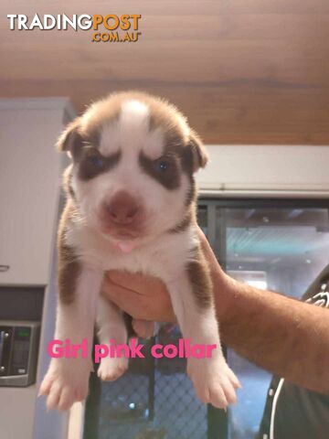 Pure breed Husky puppies  for sale
