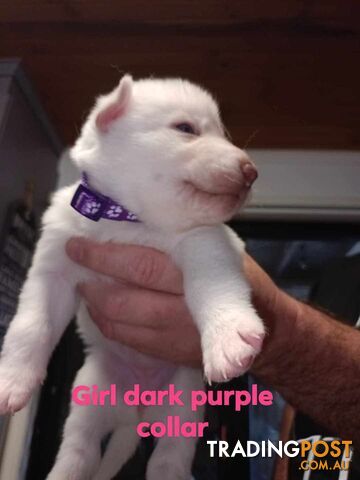 Pure breed Husky puppies  for sale