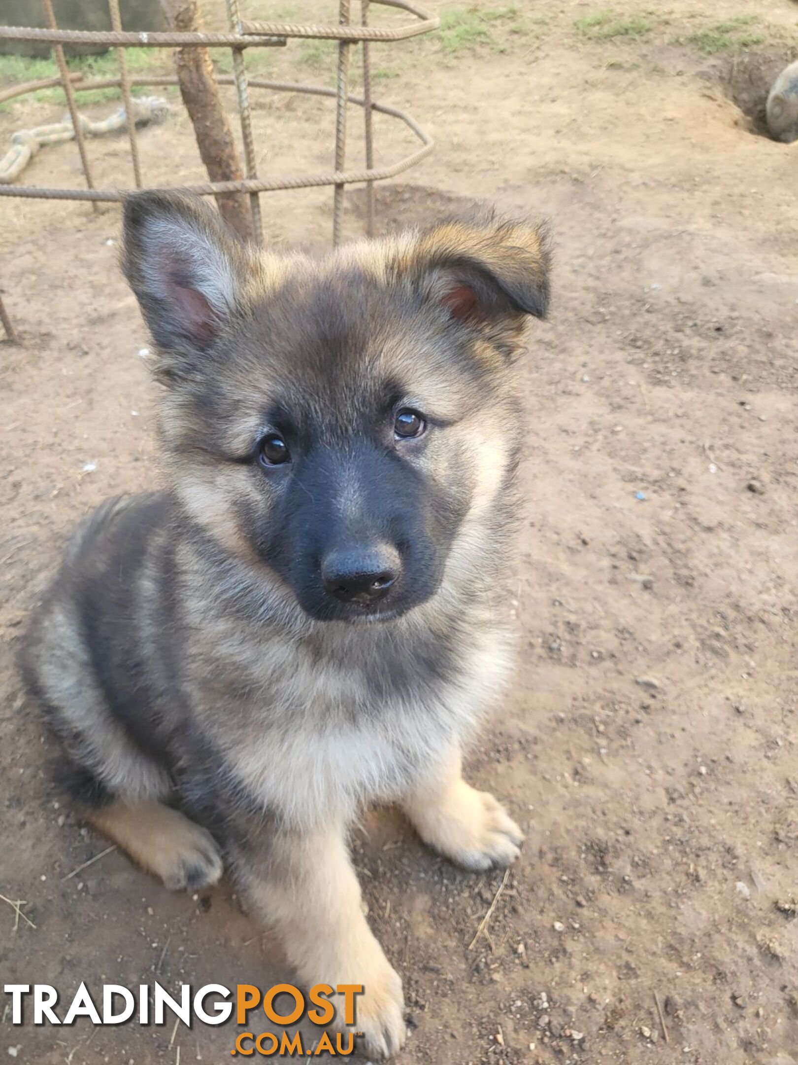 German Shepherd puppies