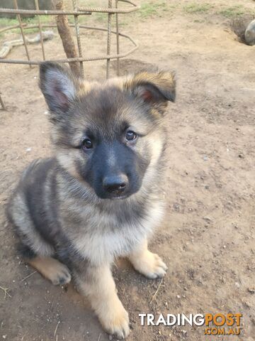 German Shepherd puppies