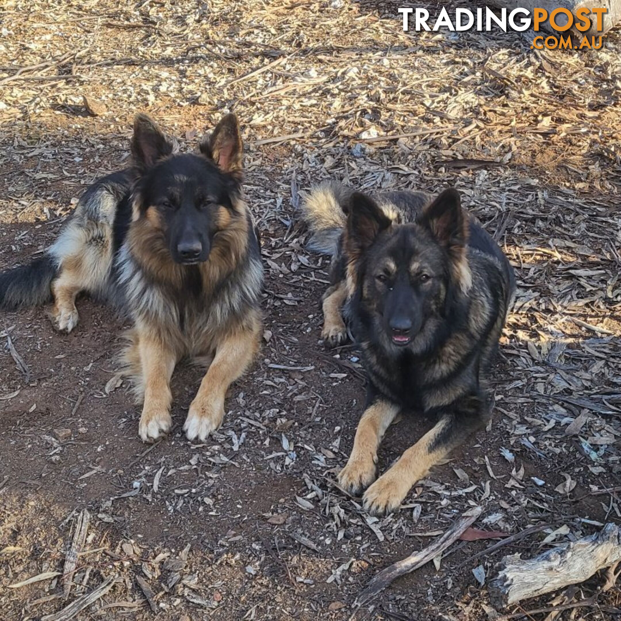 German Shepherd puppies