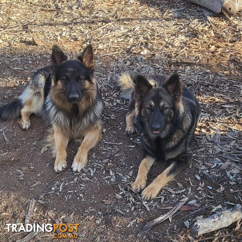 German Shepherd puppies