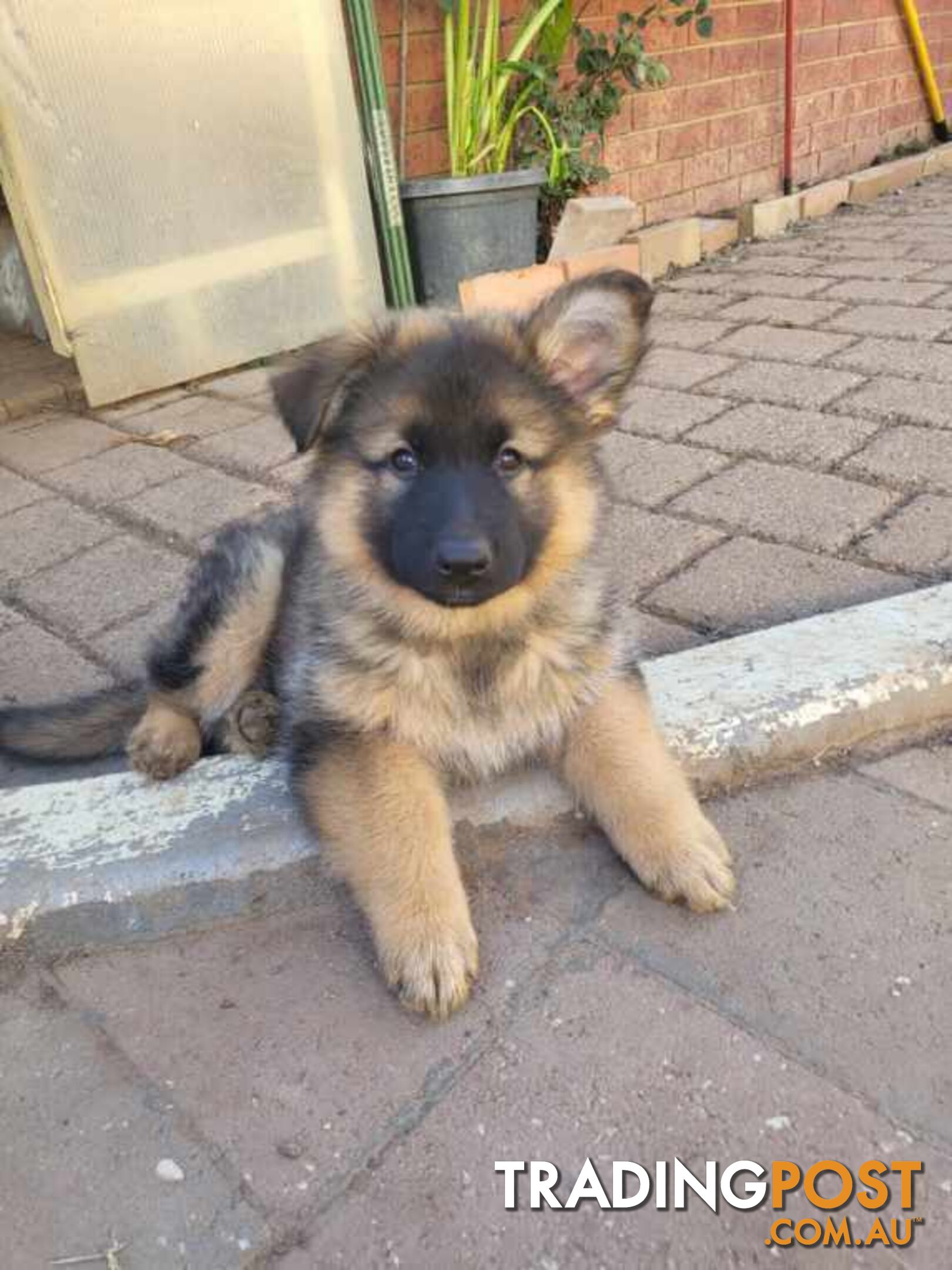 German Shepherd puppies