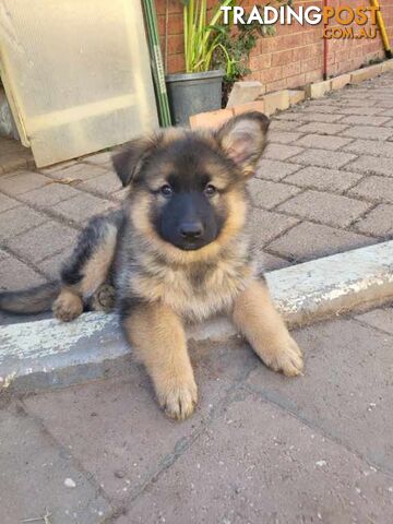 German Shepherd puppies