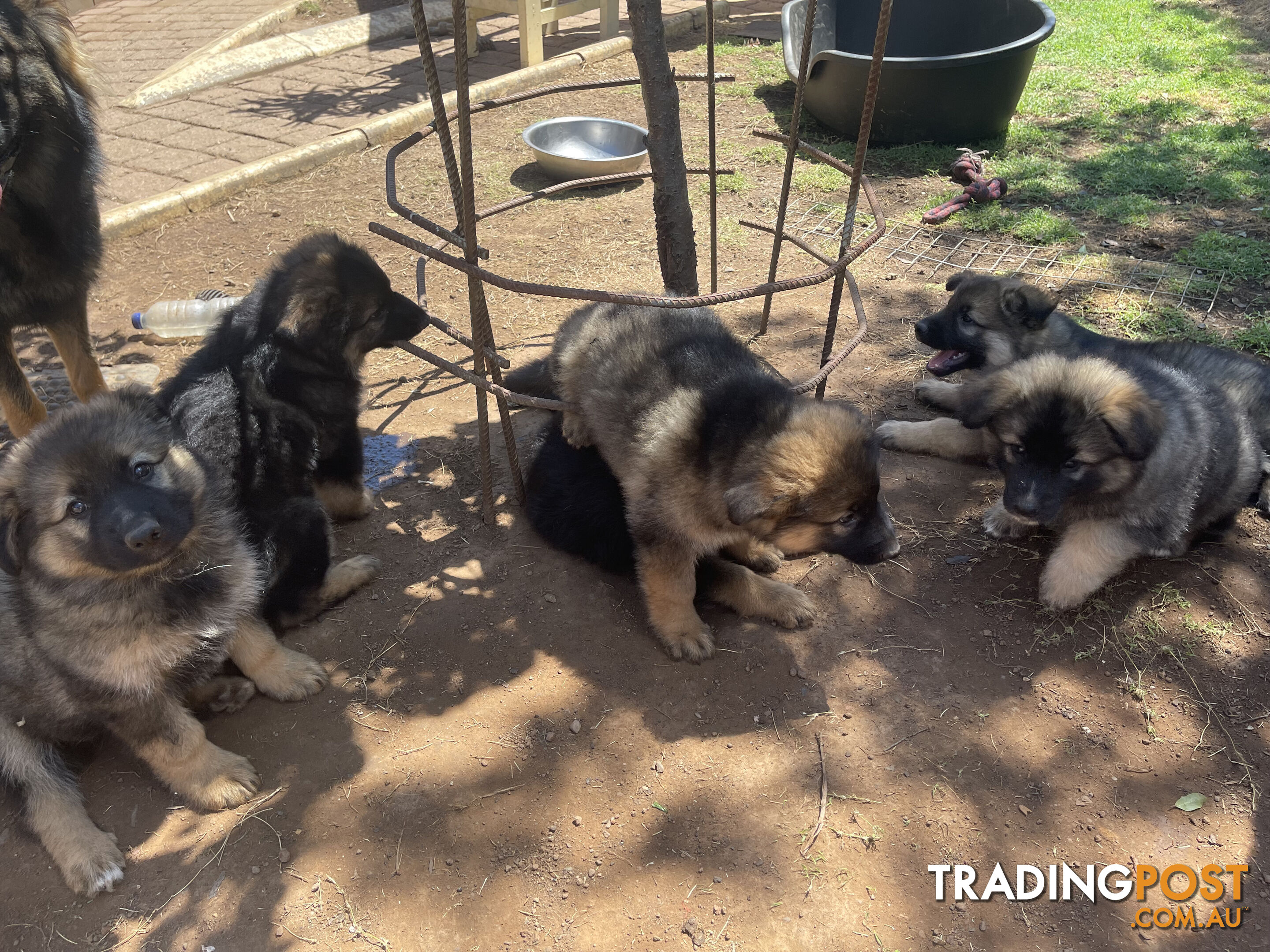 German Shepherd puppies