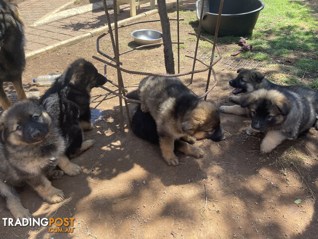 German Shepherd puppies