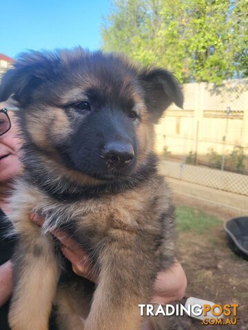 German Shepherd puppies