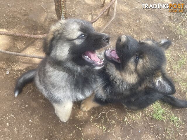 German Shepherd puppies