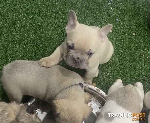 FRENCH BULLDOG PUPPIES