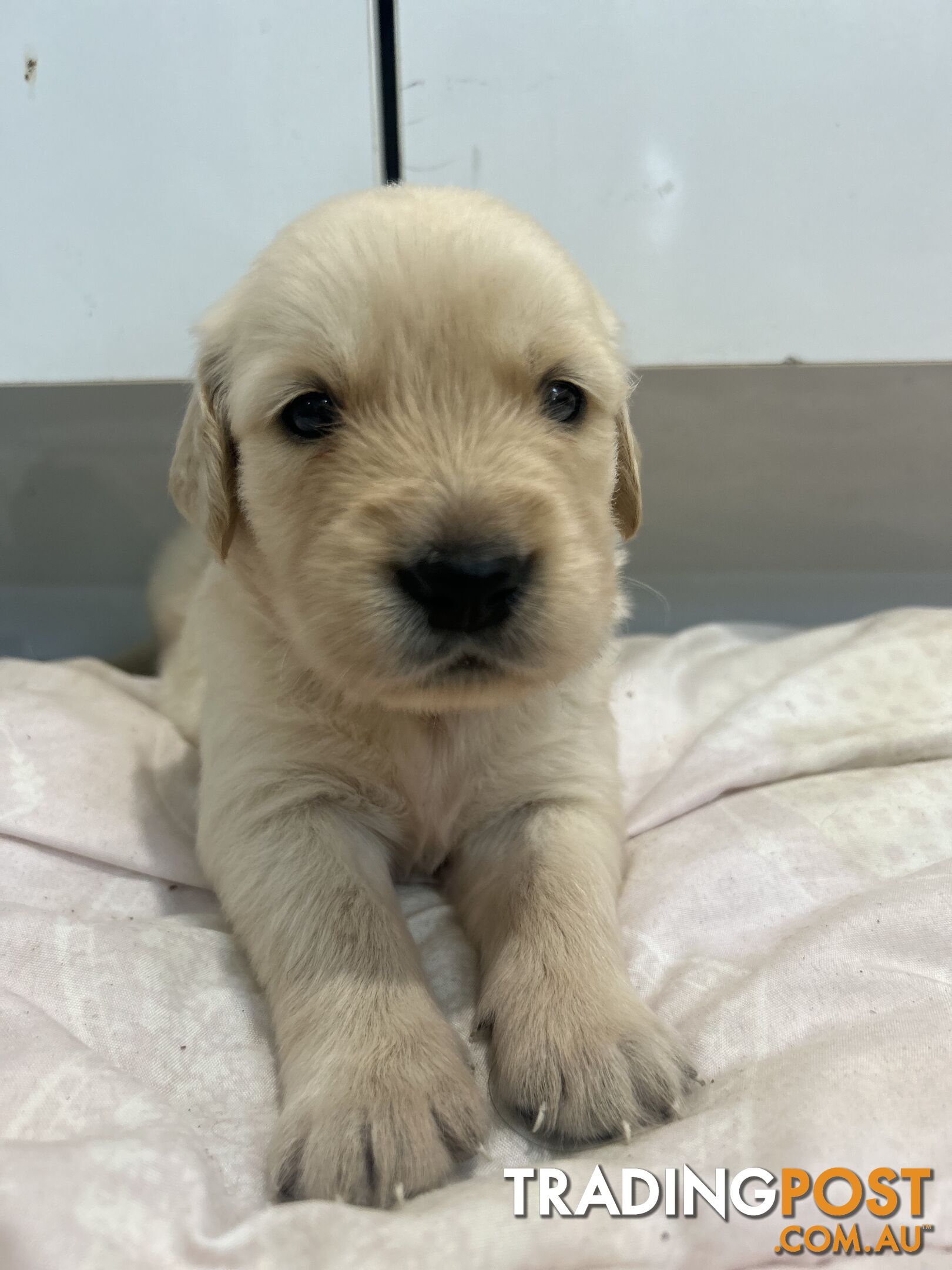 Golden Retriever Puppies