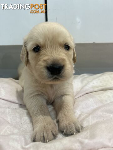 Golden Retriever Puppies