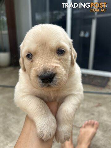 Golden Retriever Puppies