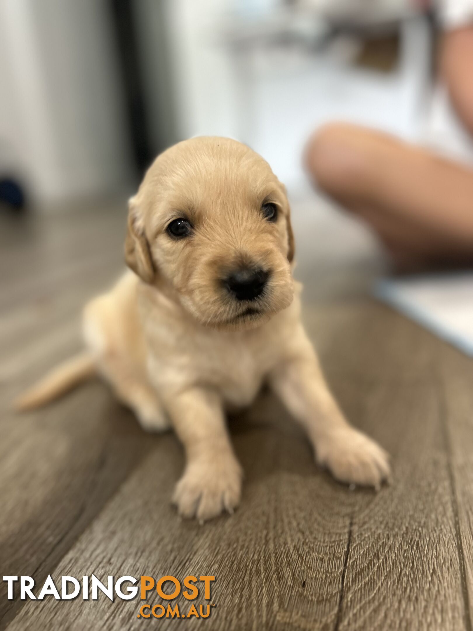 Golden Retriever Puppies