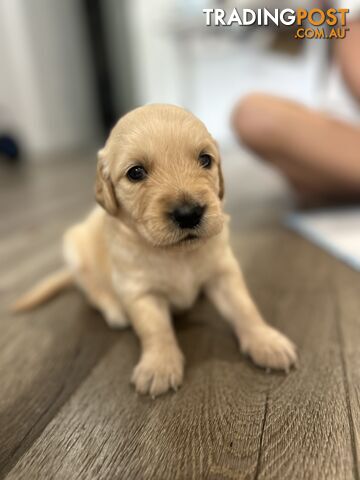 Golden Retriever Puppies