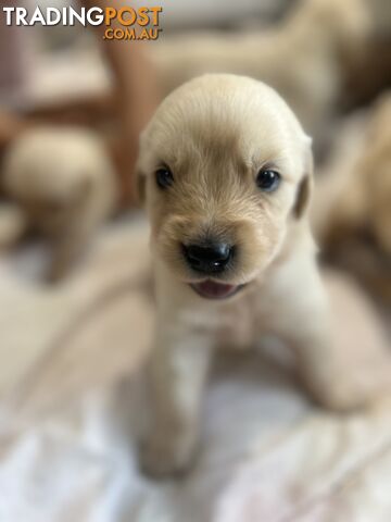 Golden Retriever Puppies