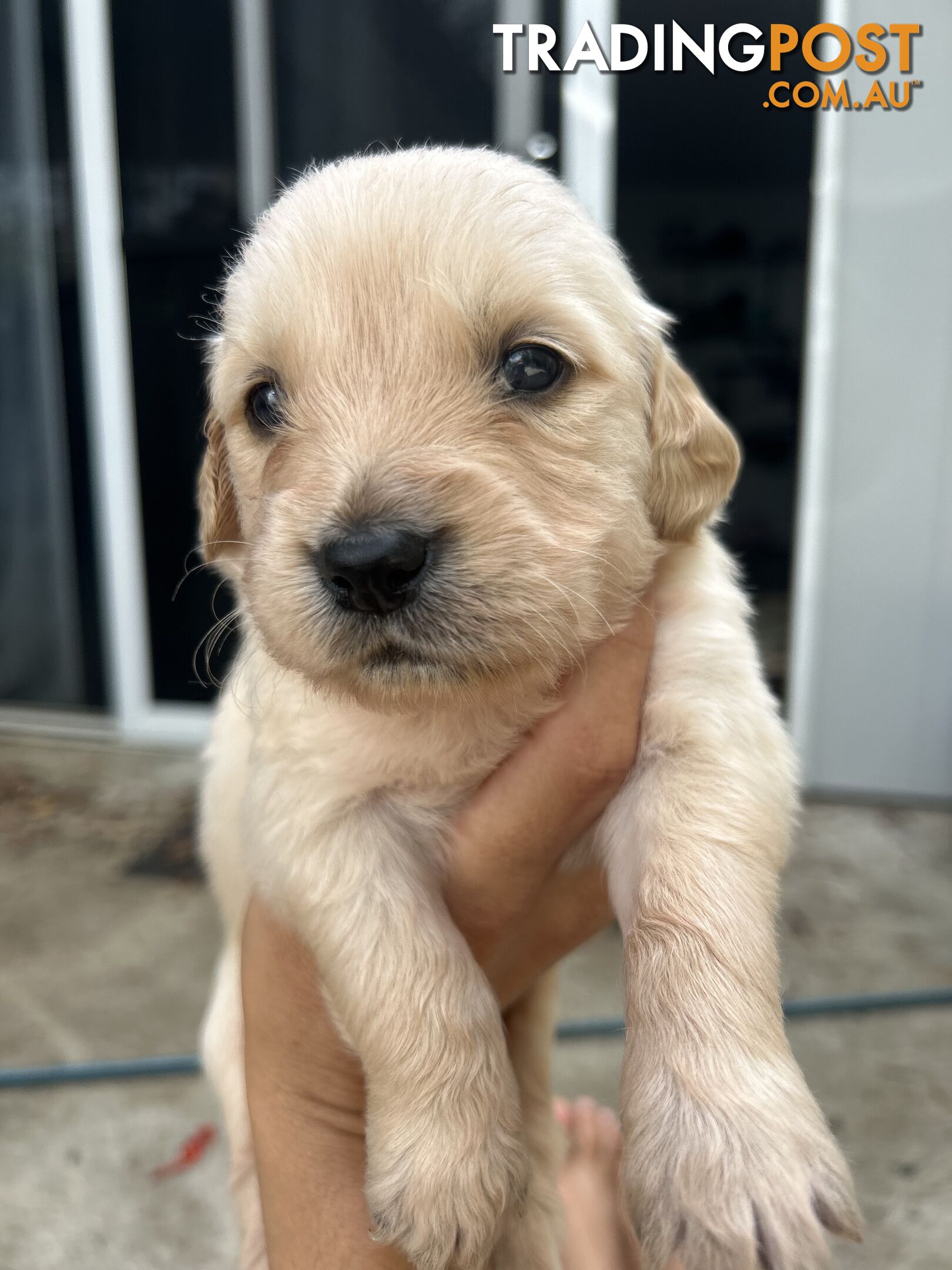 Golden Retriever Puppies