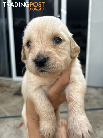 Golden Retriever Puppies