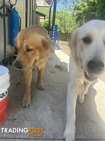 Golden Retriever Puppies