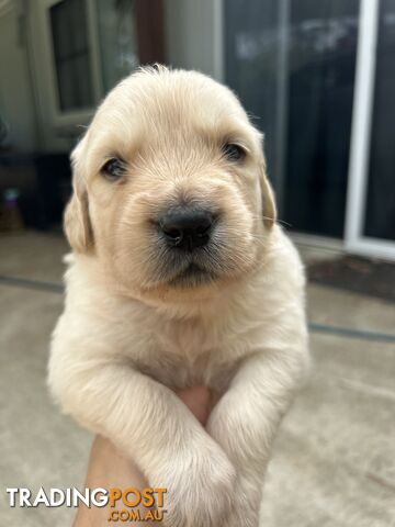 Golden Retriever Puppies