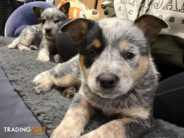 Australia cattle dog puppies