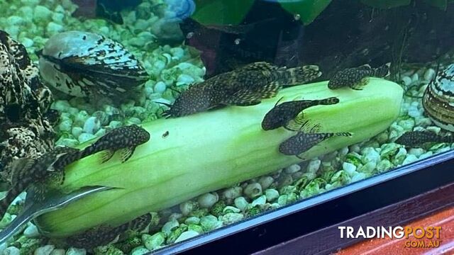 Bristlenose cat fish