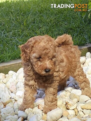 Toy poodle purebred