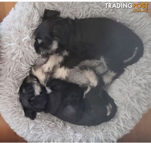 Pure bred miniature schnauzer puppies (Black x Silver Boy x3 Girl x1)(Salt and pepper Girl x1)