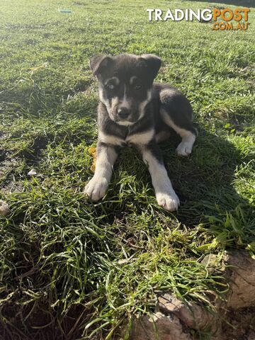 Husky x lab puppies