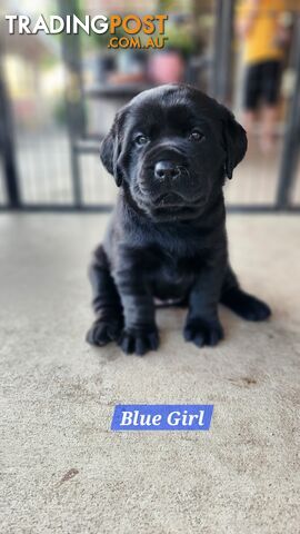 Purebred Labrador Retriever Puppies