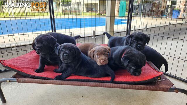 Purebred Labrador Retriever Puppies