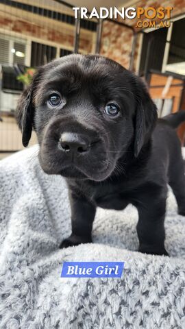 Purebred Labrador Retriever Puppies