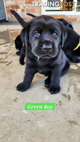 Purebred Labrador Retriever Puppies