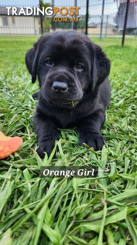 Purebred Labrador Retriever Puppies