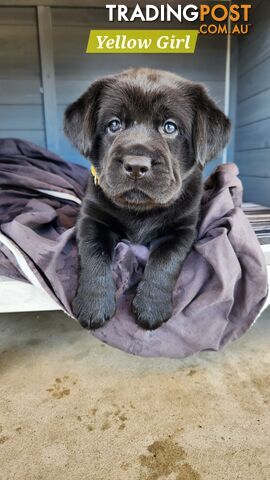 Purebred Labrador Retriever Puppies