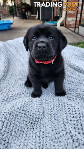 Purebred Labrador Retriever Puppies