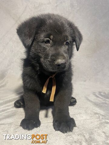 German Shepherd Puppies