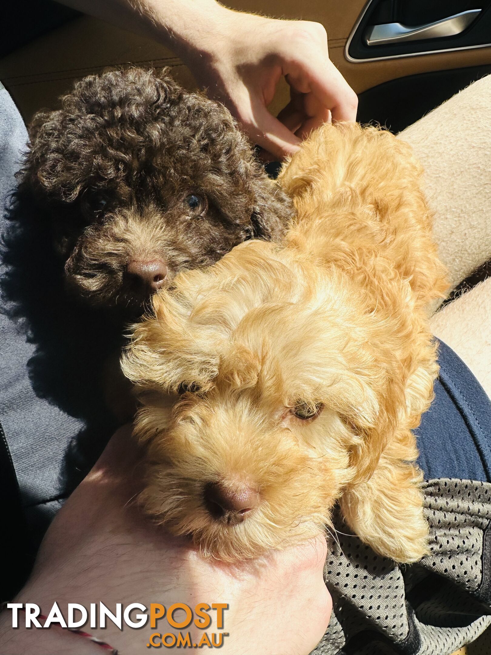 LAST  LITTLE PUPPY REDUCED - Tiny toy Cavoodles