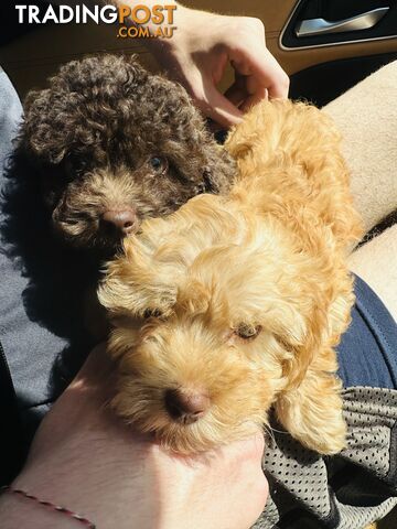 LAST  LITTLE PUPPY REDUCED - Tiny toy Cavoodles