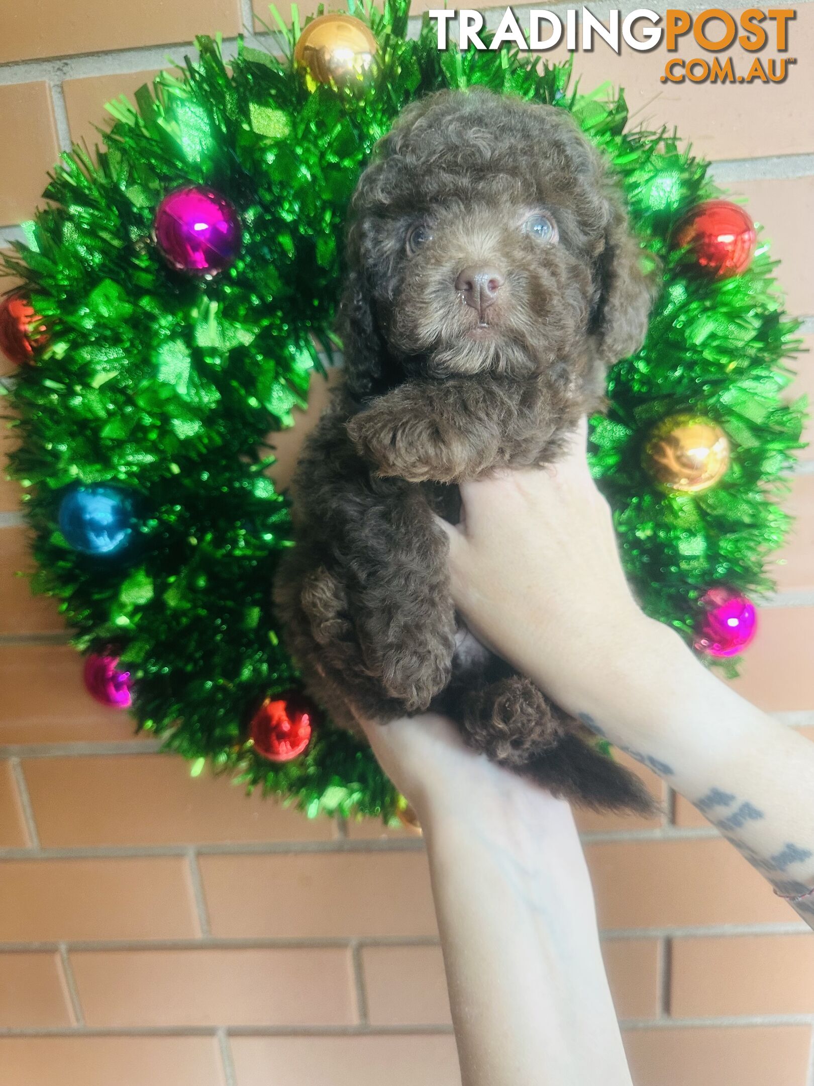 LAST  LITTLE PUPPY REDUCED - Tiny toy Cavoodles