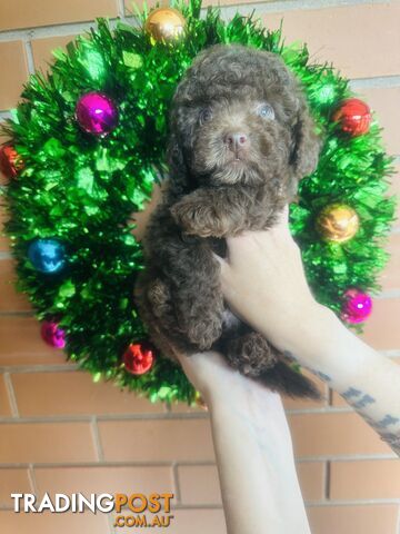 LAST  LITTLE PUPPY REDUCED - Tiny toy Cavoodles