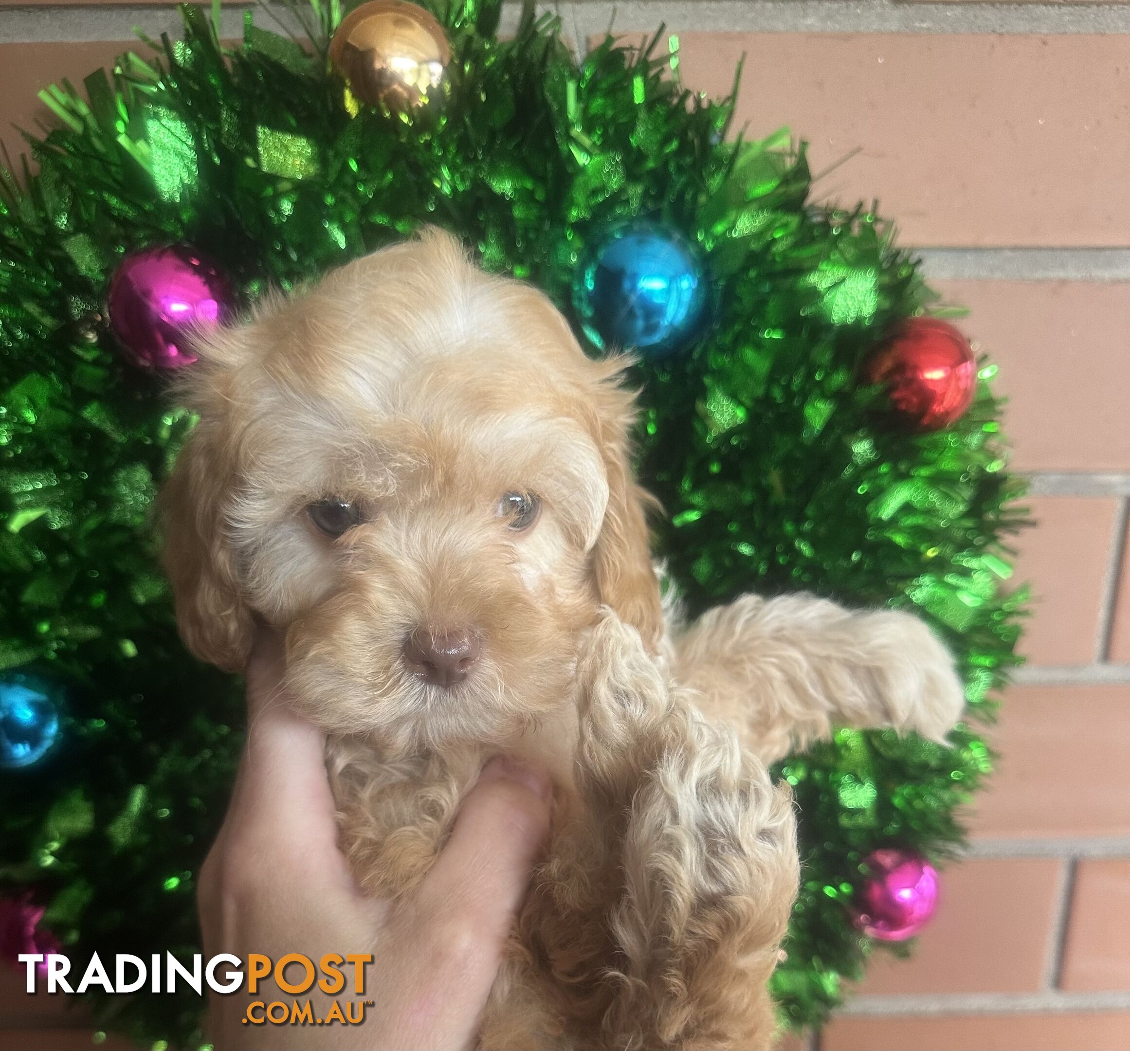 LAST  LITTLE PUPPY REDUCED - Tiny toy Cavoodles