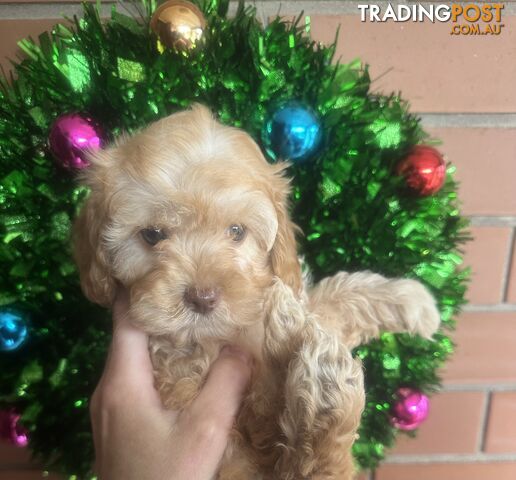 LAST  LITTLE PUPPY REDUCED - Tiny toy Cavoodles