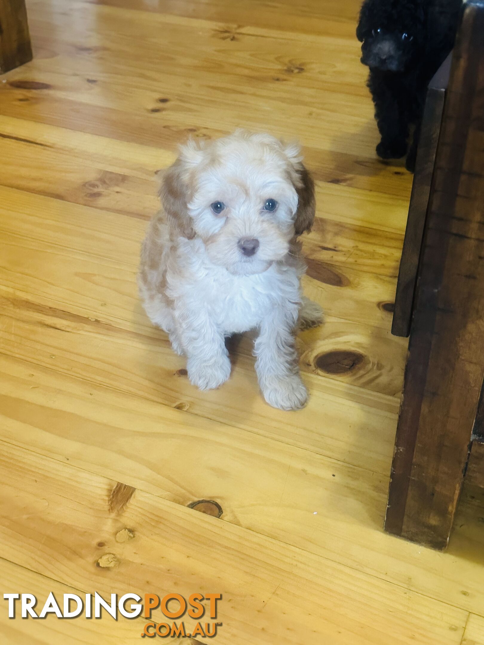 LAST  LITTLE PUPPY REDUCED - Tiny toy Cavoodles