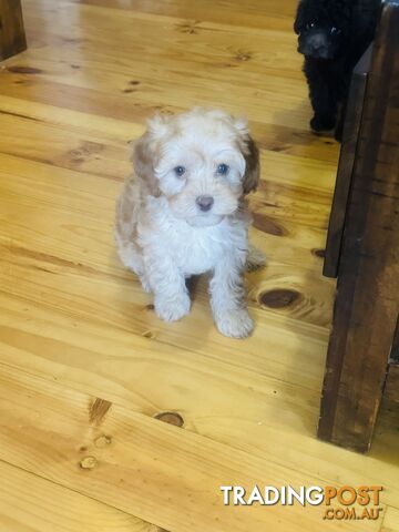 LAST  LITTLE PUPPY REDUCED - Tiny toy Cavoodles