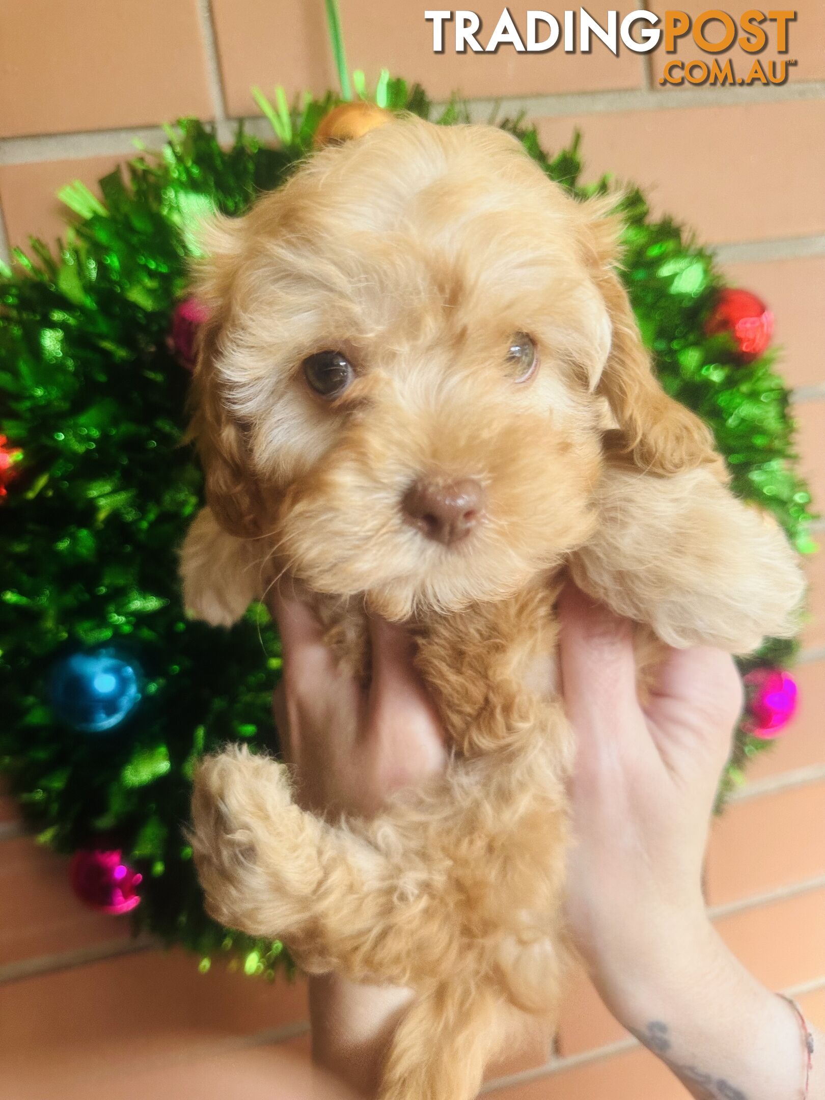 LAST  LITTLE PUPPY REDUCED - Tiny toy Cavoodles