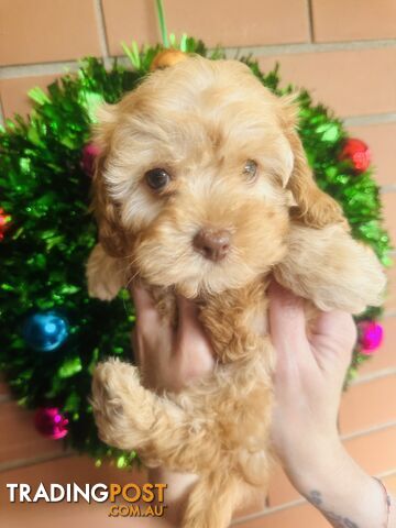 LAST  LITTLE PUPPY REDUCED - Tiny toy Cavoodles