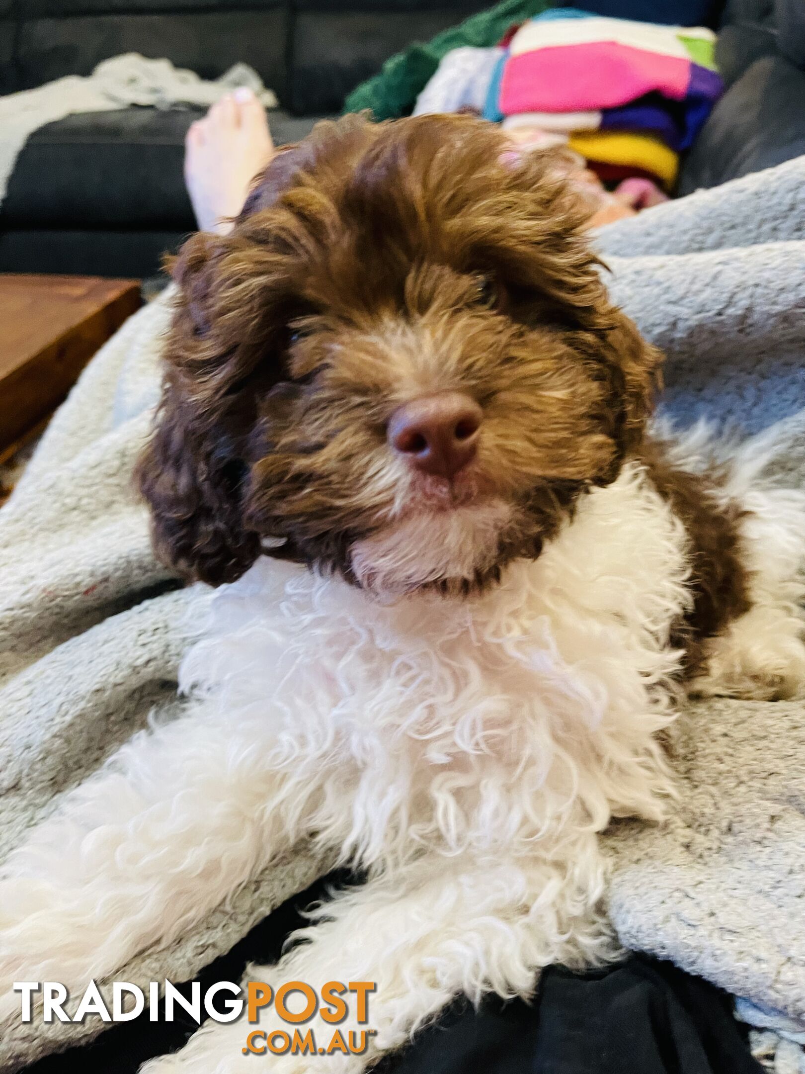 LAST  LITTLE PUPPY REDUCED - Tiny toy Cavoodles