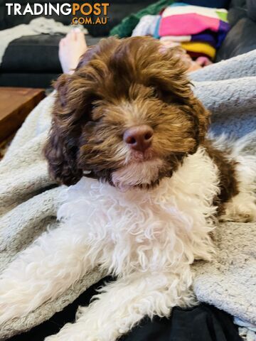 LAST  LITTLE PUPPY REDUCED - Tiny toy Cavoodles