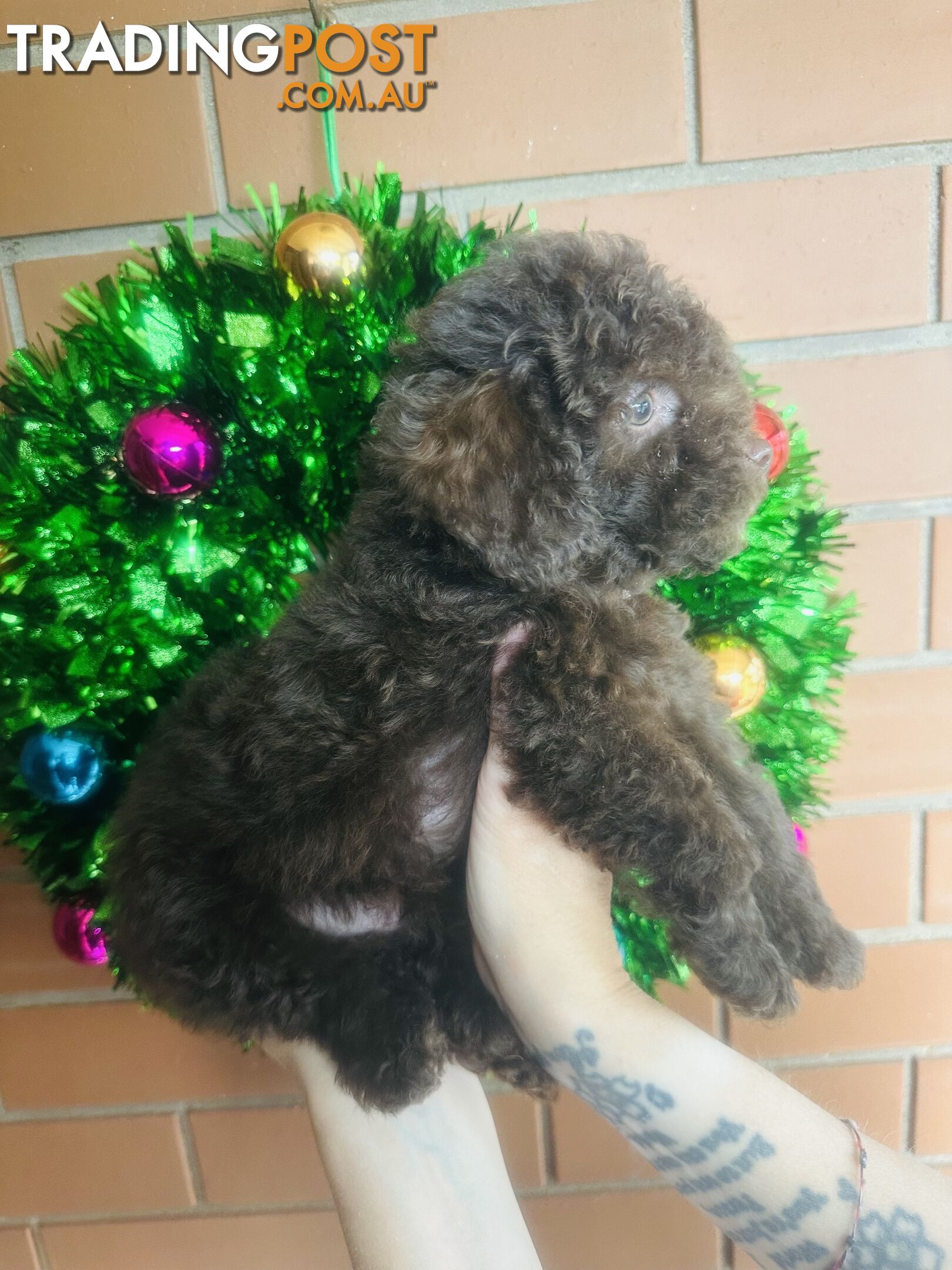 LAST  LITTLE PUPPY REDUCED - Tiny toy Cavoodles